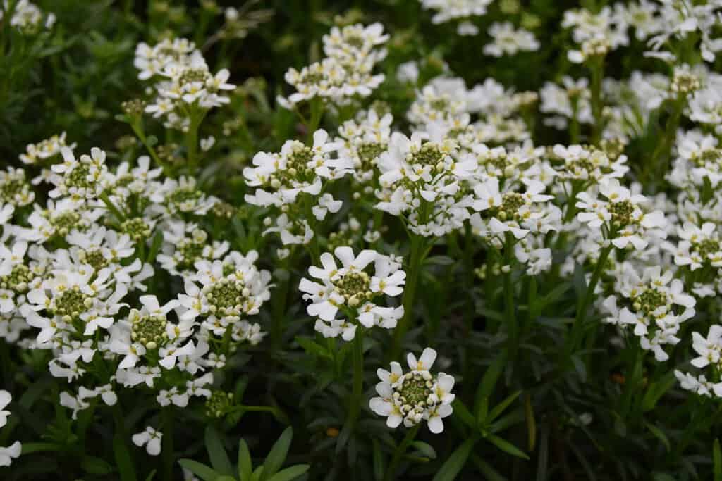 Iberis sempervirens 'Snowflake' ---